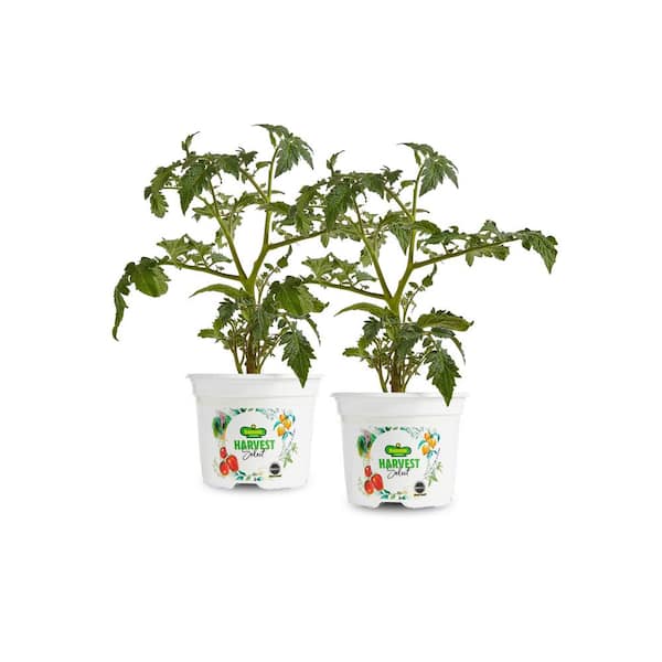 Suncherry smile (TSX-101) F1 Tomato Seeds Cherry | CHERRY
