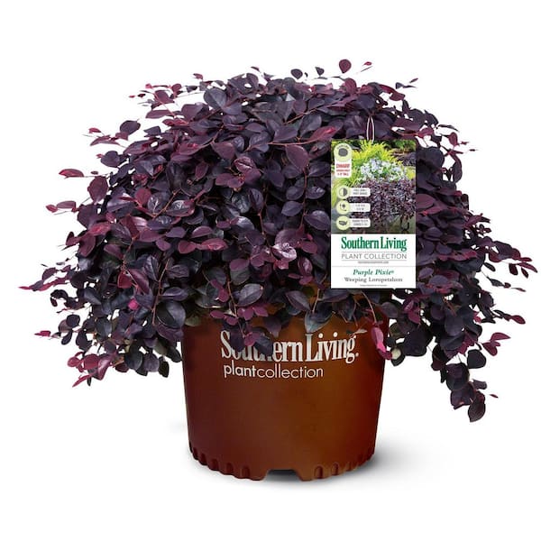 SOUTHERN LIVING 3 Gal. Purple Pixie Dwarf Weeping Loropetalum, Groundcover Evergreen Shrub with Purple Foliage, Pink Blooms