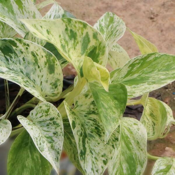 National Plant Network 4 in. Pothos Marble Queen (3-Pack)