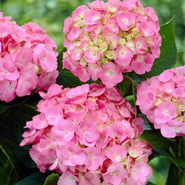 Spring Hill Nurseries 4 in. Pot, Abracadabra Hydrangea Deciduous ...