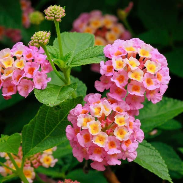 Pennington 1 Gal. Pink Lantana Bloomify Live Annual Plant (1-Pack ...