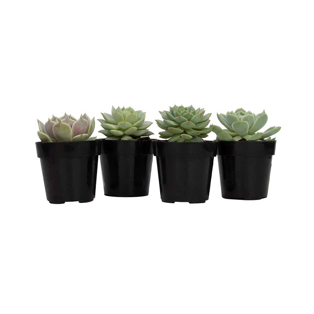 Assorted 2.5 Inch Echeveria Succulent Plants in Black Pots