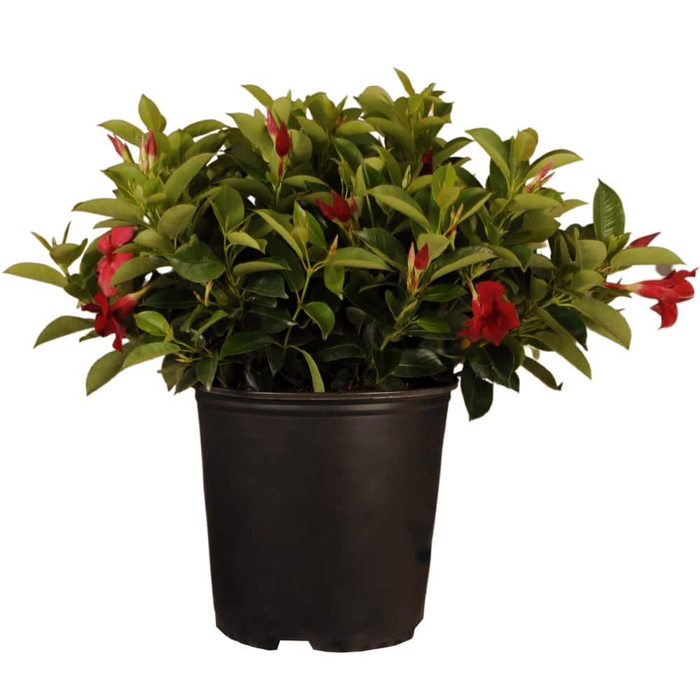 18 in. to 24 in. Tall Dipladenia Bush Red Flowering Plant Live Outdoor Blooming Plant in 9.25 in. Grower price history on PriceWatchPro