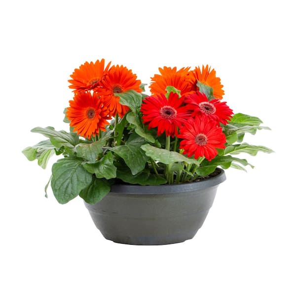 METROLINA GREENHOUSES 1.5 Gal. Gerbera Daisy Colorbowl Planter Annual ...