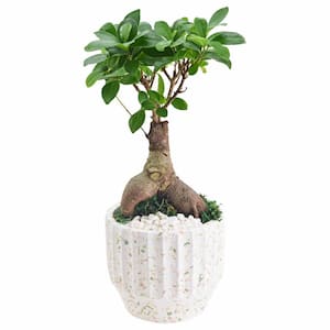 5 in. Ginseng Ficus Bonsai White Round Speckled Splash Ceramic Planter