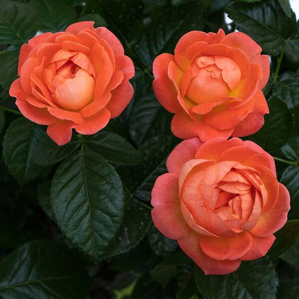 KNOCK OUT 3 Gal. Coral Knock Out Rose Bush with Brick Orange to Pink  Flowers 21308 - The Home Depot