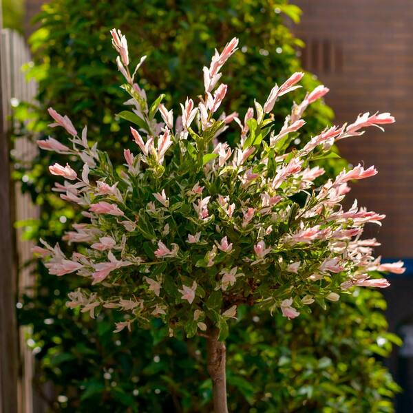 ウィロー('88米) Tricolor Willow (Salix integra 'Hakuro Nishiki') in Richmond