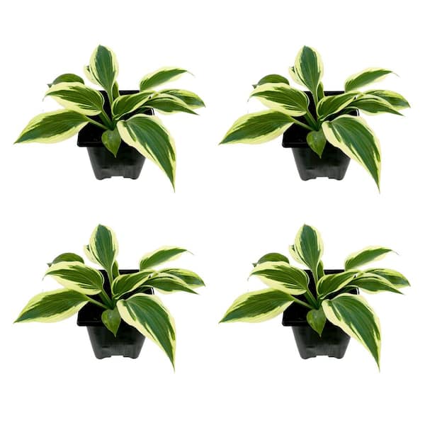 Unbranded Perennial Hosta Firn Line 1.0 qt. (4-Pack)
