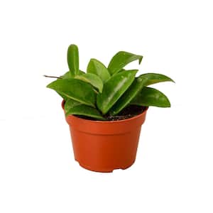 Wax (Hoya Carnosa) Plant in 4 in. Grower Pot