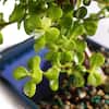 brussel-s-bonsai-bonsai-trees-dt-9050wp-c3.2
