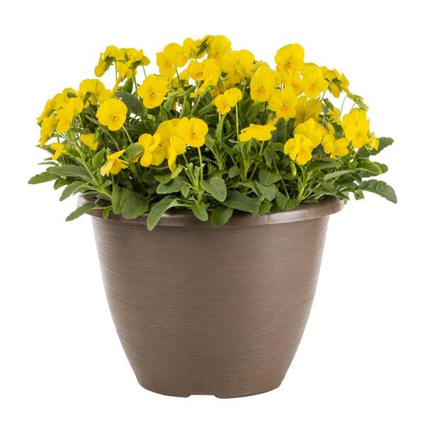 Vigoro 2QT Pansy Trailing, Freefall Xl Bright Yellow Plant with