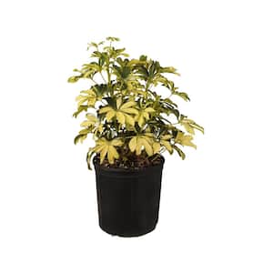 Schefflera Trinette Live Umbrella Plant Indoor Outdoor Houseplant in 9.25 in. Grower Pot