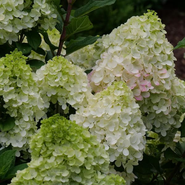 2 Gal. Little Lime Hydrangea Shrub with White Flowers