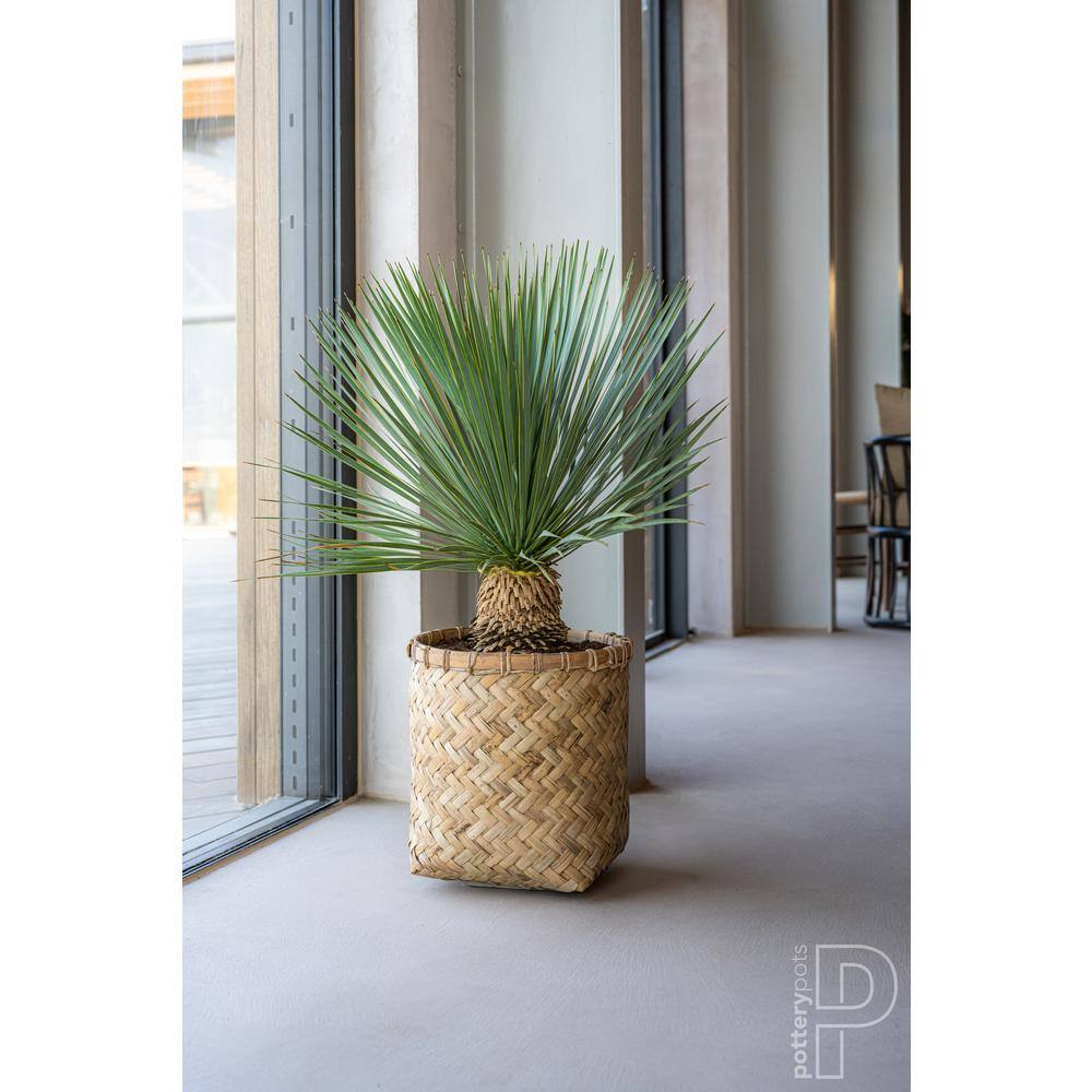 Natural Bamboo and Cement Round Indoor Outdoor Planter
