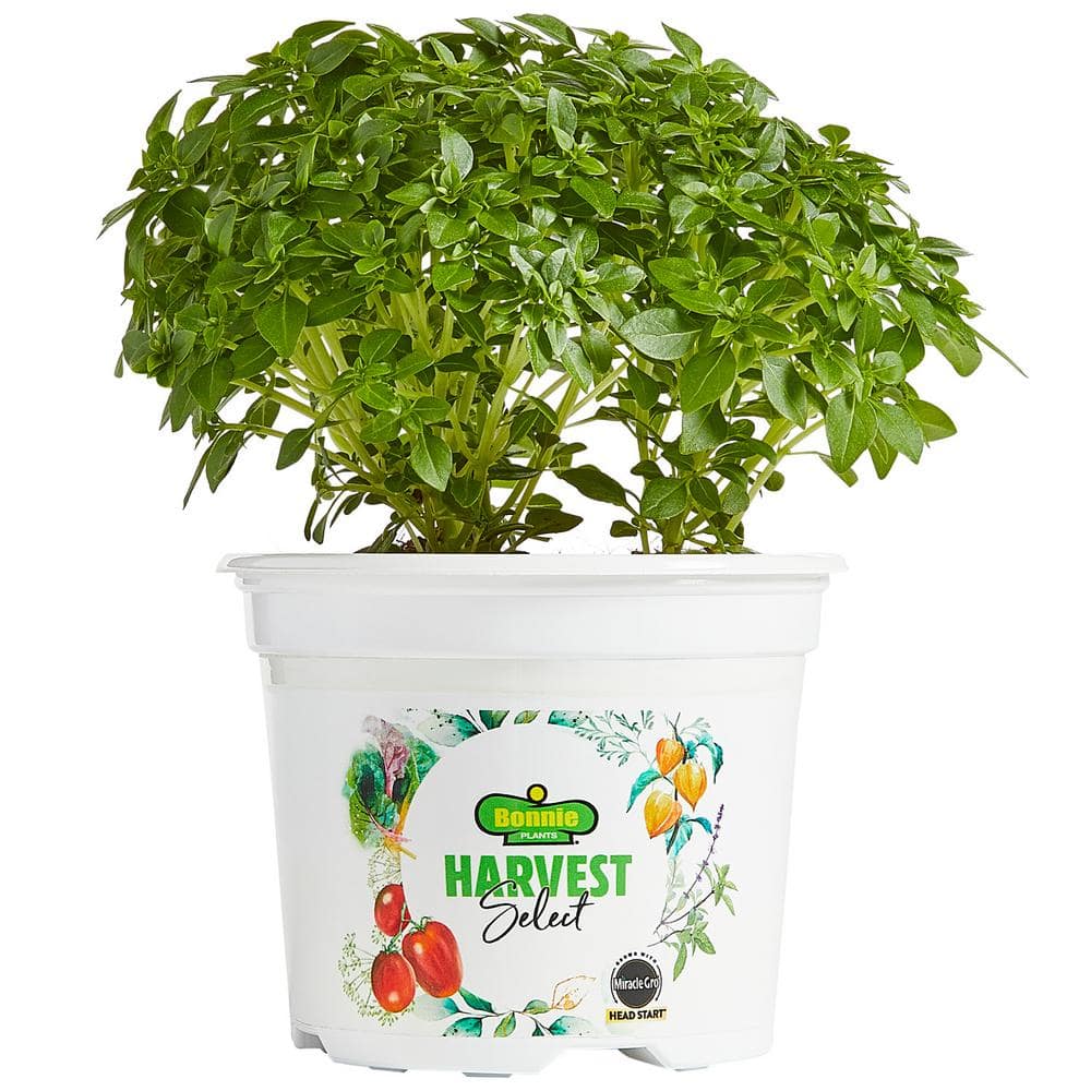 BONNIE PLANTS HARVEST SELECT 25 oz. Boxwood Basil Plant