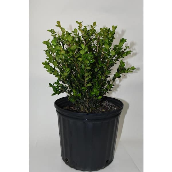 3G Boxwood Wintergreen Shrub BUXWTGSOU3GL - The Home Depot