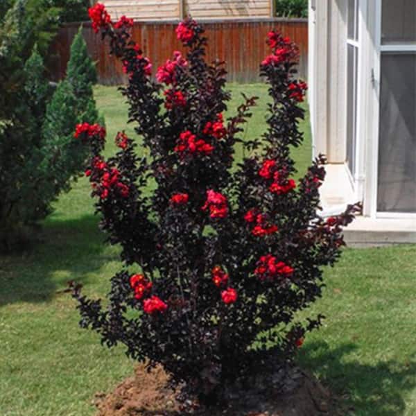 Black Diamond 7 Gal. Best Red Crape Myrtle Flowering Deciduous Tree with Red Flowers