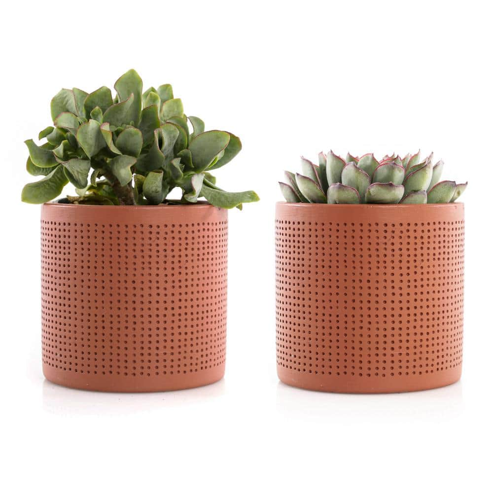 4 In. Assorted Succulent Set In Orange Dot Pot (2-Pack) SUCCLYAS39CMSOD ...