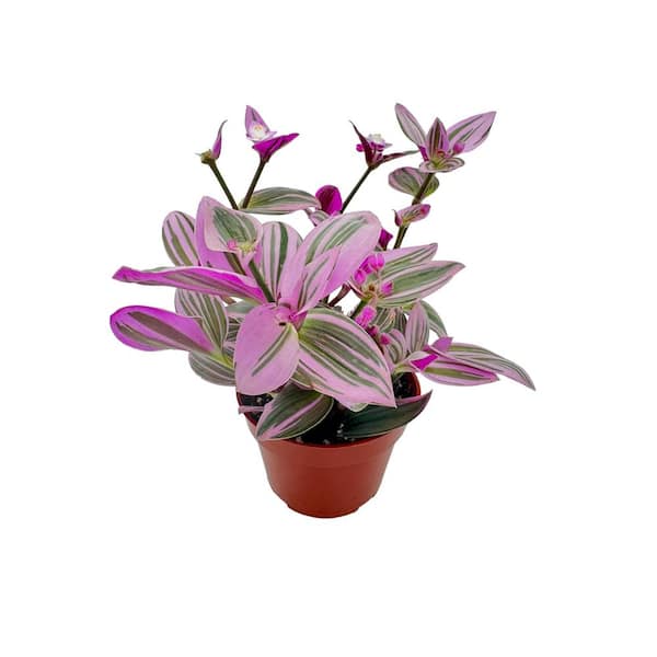 Unbranded Live Rooted Spreading Plant Flowers Tradescantia cerinthoides 'Nanouk'