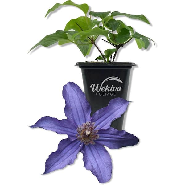 Wekiva Foliage Clematis Sapphire Indigo-Live Starter Plant in a 2 Inch Growers Pot-Starter Plants Ready for The Garden