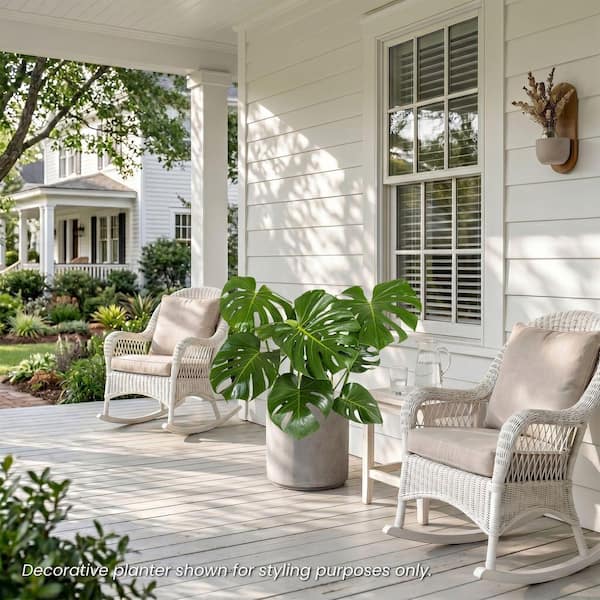 silver philodendron Philodendron pastazanum 'Silver'