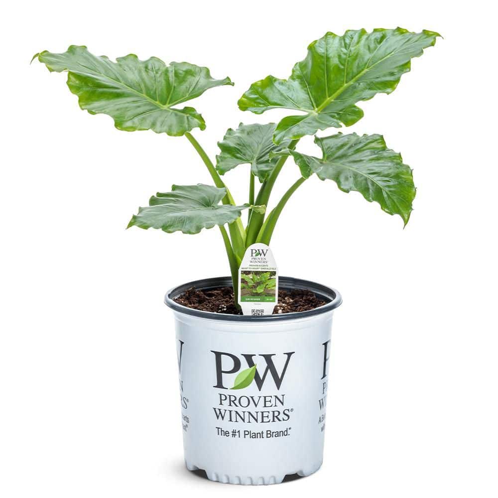 Proven Winners 2 Gal. Emerald Isle Elephant Ear Plant