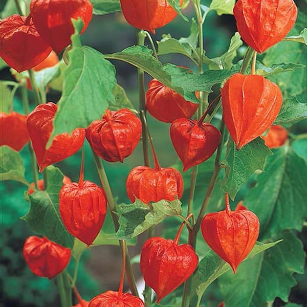 Spring Hill Nurseries Chinese Lanterns (Physalis), Live Bareroot Plant, Red Flowering Perennial (3-Pack)