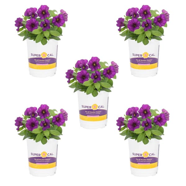 SUPERCAL 1 qt. Purple Petchoa Petunia Annual Plant (5-Pack) 4769 - The ...