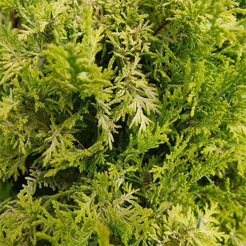 2 Gal. Soft Serve Gold False Cypress Shrub with Yellow-Gold Foliage