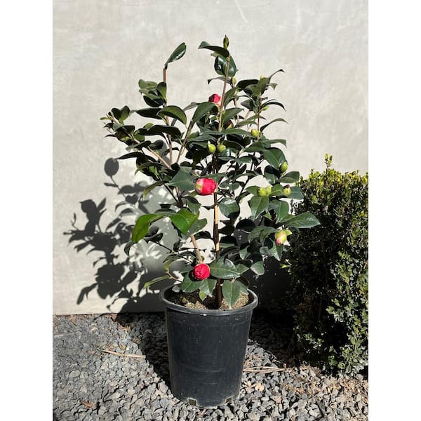 Kramer's Supreme Camellia - PlantingTree