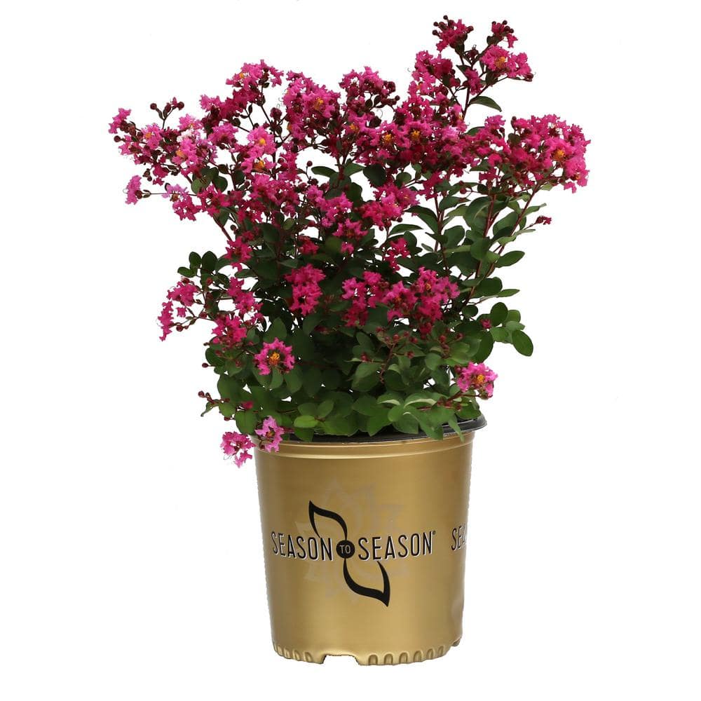 SEASON TO SEASON 2 Gal. Pink Bijou Flowering Dwarf Shrub with Pink ...