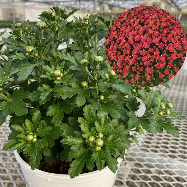 PROVEN WINNERS 1 Gal. Royale, Proven Selections Pink Jacqueline Garden Mum (Chrysanthemum), Live Plant (1-Pack)
