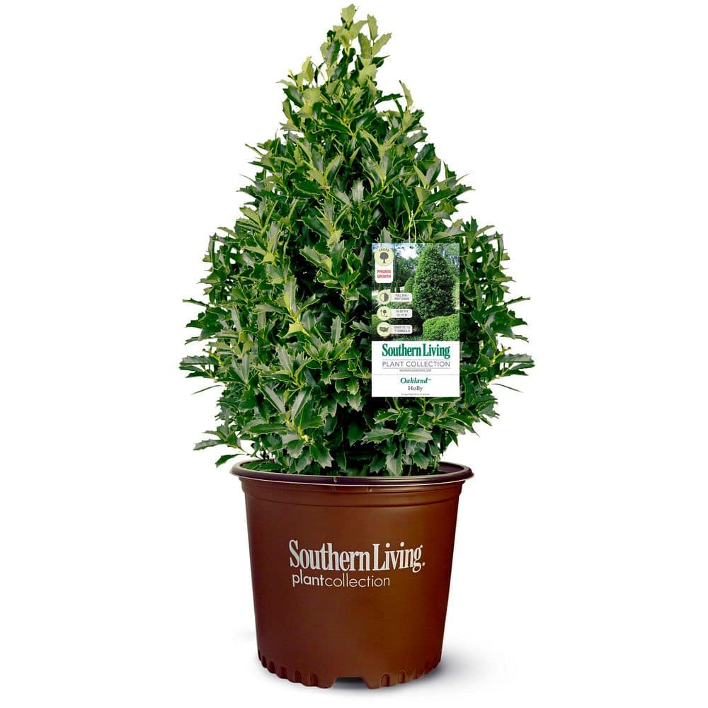 southern-living-shrubs-bushes-