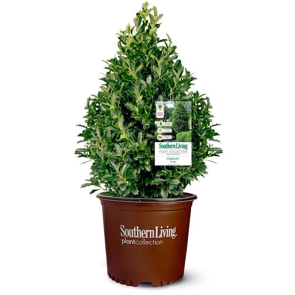 7 Gal. Oakland Japanese Holly(Ilex), Live Evergreen Shrub, Glossy Green Oak-Shaped Leaves