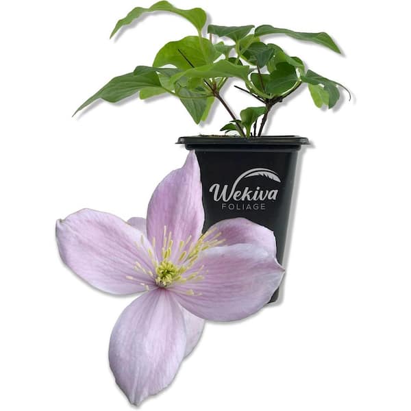 Wekiva Foliage Clematis Montana Rubens-Live Starter Plant in a 2 Inch Growers Pot-Starter Plants Ready for The Garden