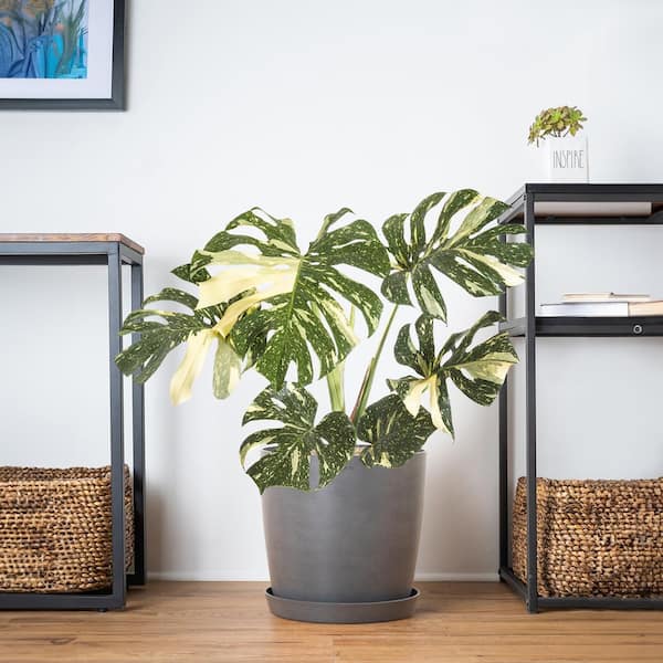 その他観葉植物 Monstera Thai Constellation x 10 plants Monstera 'Thai Constellation' | Indoor Plant | Tropical