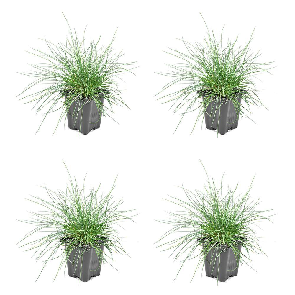 1.0 qt. Blue Grass Festuca Boulder Perennial (4-Pack)