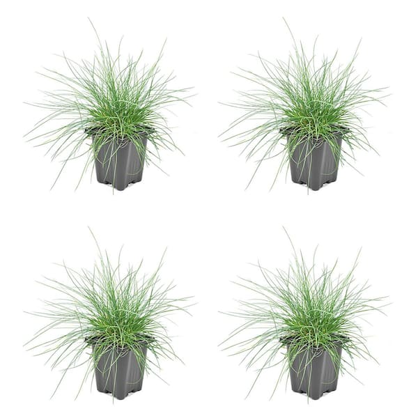 Unbranded 1.0 qt. Blue Grass Festuca Boulder Perennial (4-Pack)