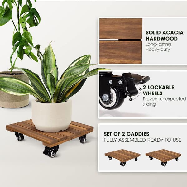 vine indoor plants Pothos Golden 5 Gallon Climbing Vine Golden Pothos Epipremnum Aureum L   NNplant