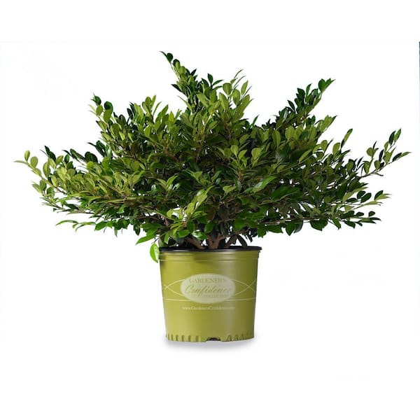 3 Gal. Emerald Heights Distylium, Evergreen Shrub with Glossy, Green Foliage and Upright Habit