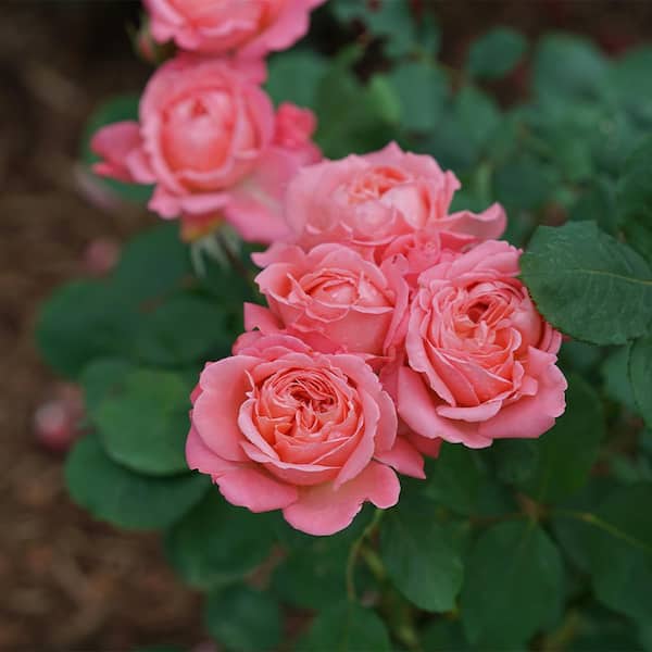 PROVEN WINNERS 2 Gal. Reminiscent Coral Rose Shrub 18339 - The