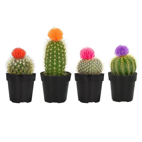 https://images.thdstatic.com/productImages/93328521-db15-4b14-82e1-d7bfdc9ff561/svn/smart-planet-cactus-plants-0880047-64_600.jpg
