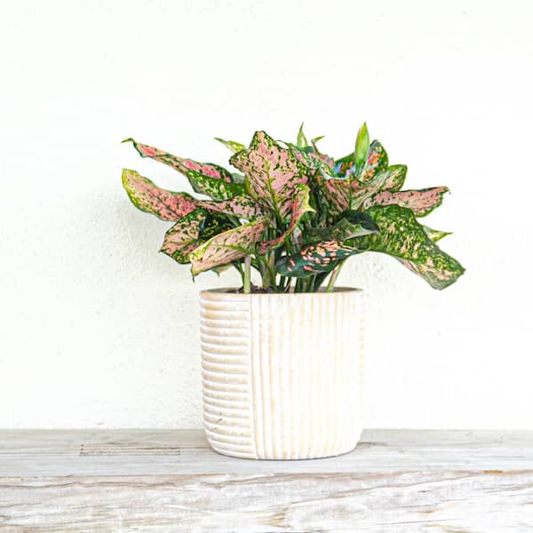 Free Shipping! United Nursery Live Aglaonema Ruby Ray