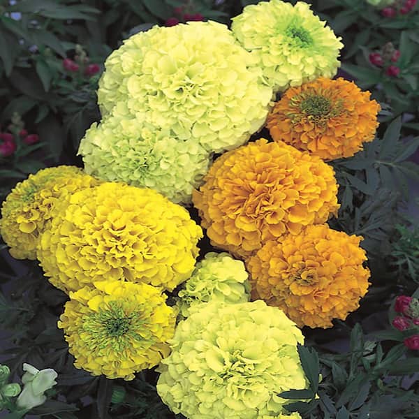 Unbranded #4 Large African Marigold Plant
