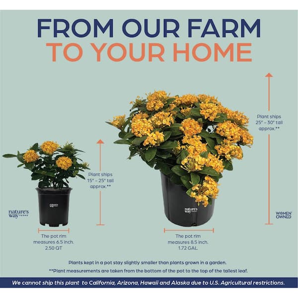 NATURE'S WAY FARMS ixora maui yellow Live Outdoor Plant in Growers