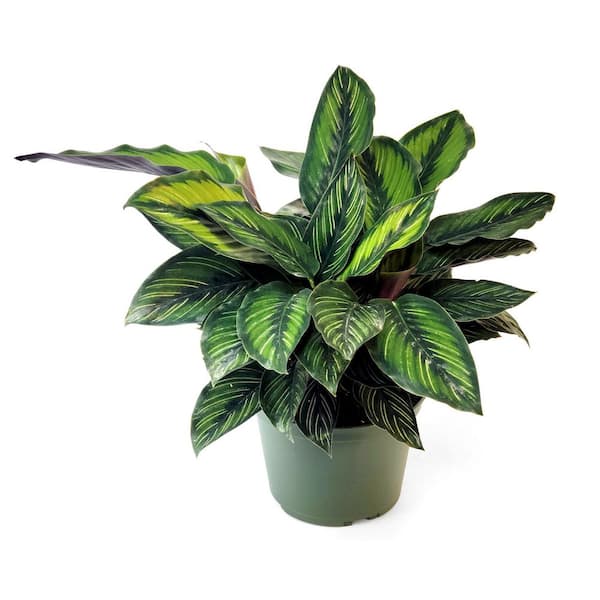 national PLANT NETWORK 6 in. Calathea Beauty Star Plant in Grower Container
