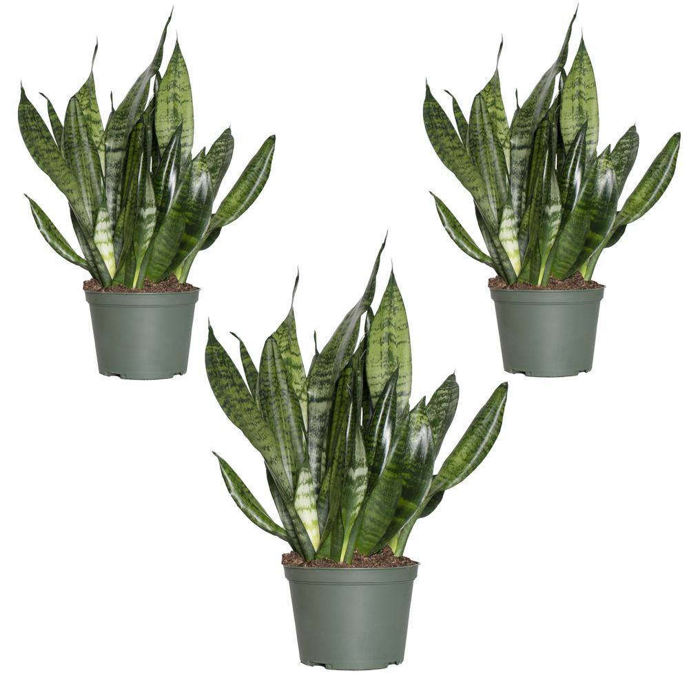 Large Indoor Black Grower Pot Snake Plant 3-Pack