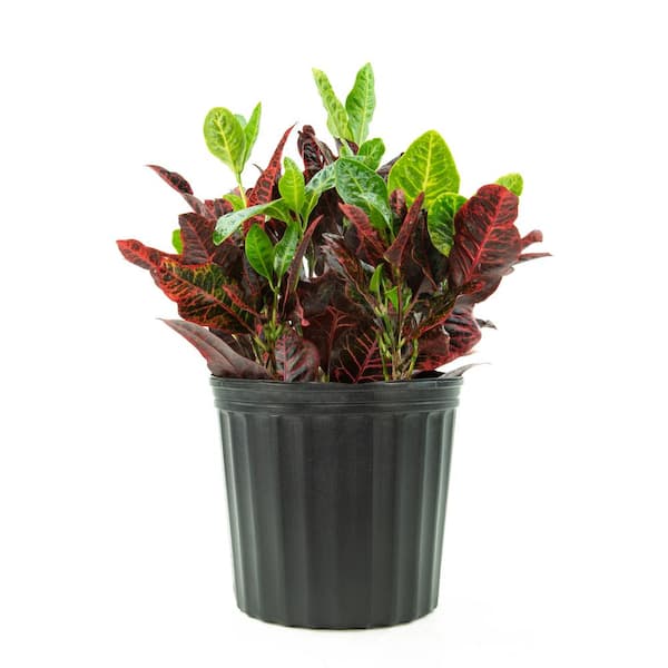 national PLANT NETWORK Excellent Croton Plant (Croton) in 10 in. Grower Container (1-Plant)