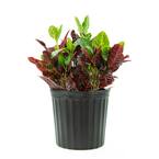 Excellent Croton Plant (Croton) in 10 in. Grower Container (1-Plant)