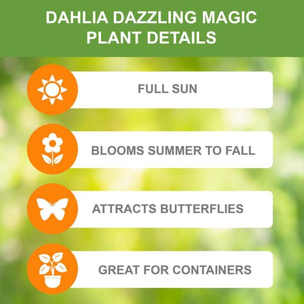 Dazzling Magic Dinnerplate Dahlia Flower Bulbs, Bare Roots (Bag of 4)